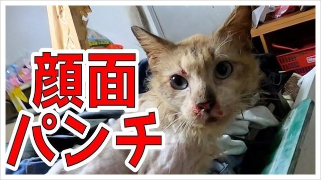 沖縄県YouTuber猫虐待事件
