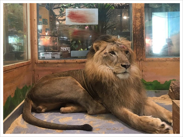 めっちゃ触れる動物園