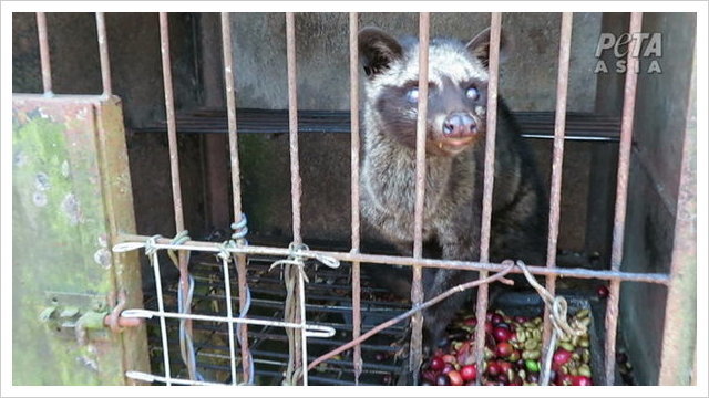 PETA Investigates Bali's Kopi Luwak Coffee Industry