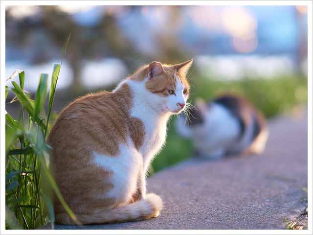 「森の美しいねこたち」～地域猫～ 朗読