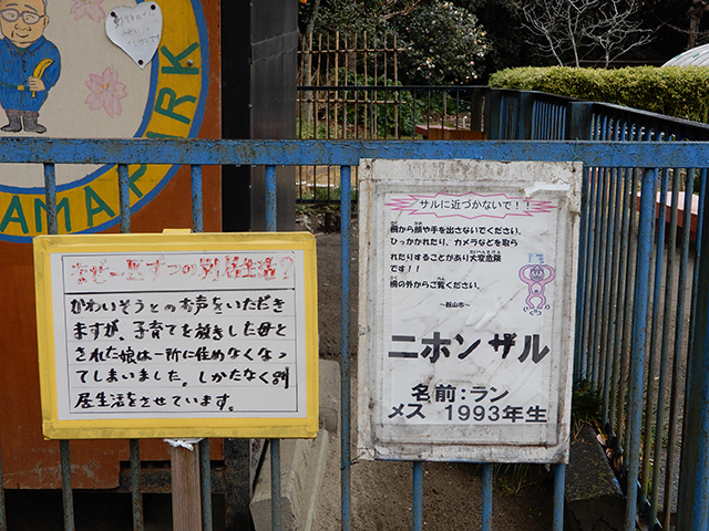 城山公園内の孔雀園にいるニホンザル