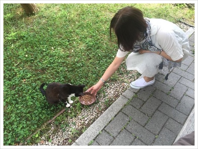 立命館大学猫活動