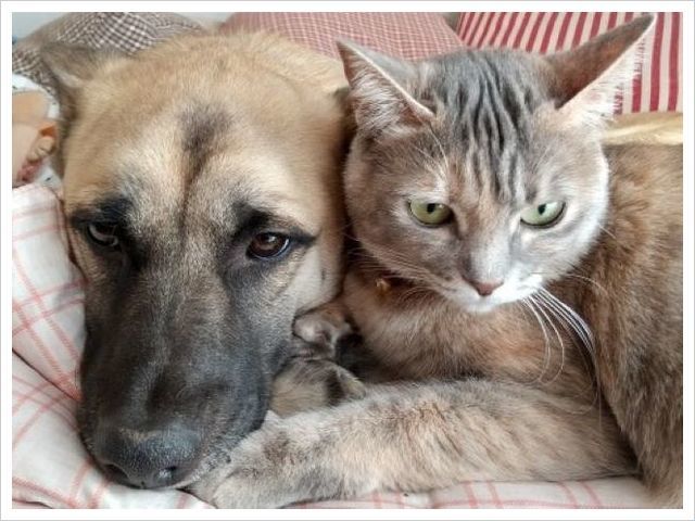海外事例・伴侶動物