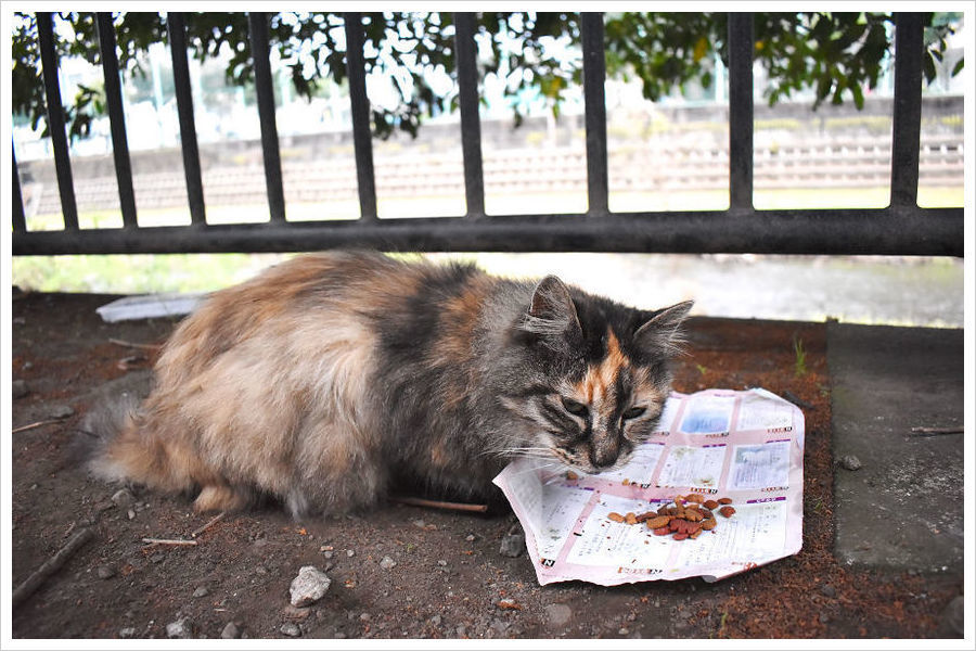 三鷹市野川猫虐待事件