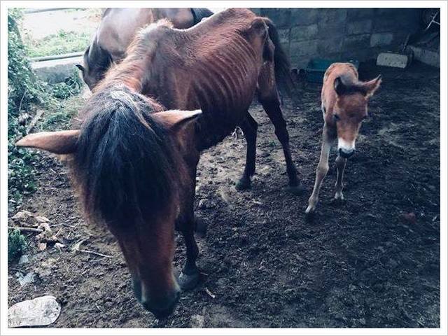 宮古馬虐待飼育