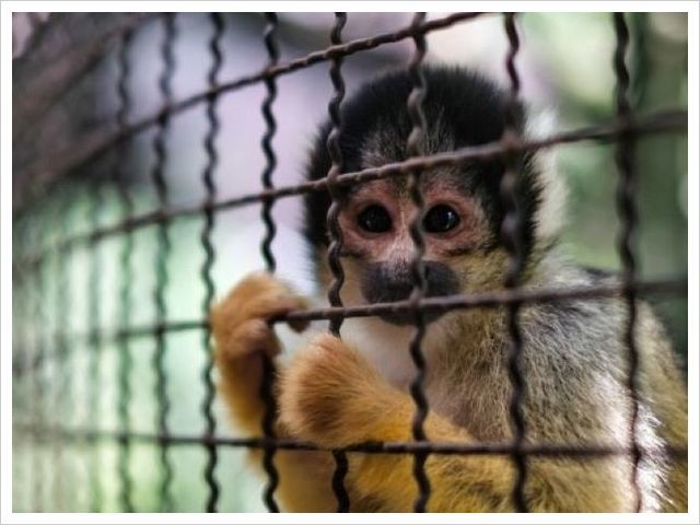 海外事例・野生動物