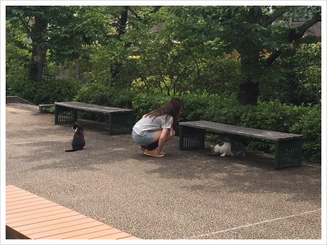 立命館大学猫活動