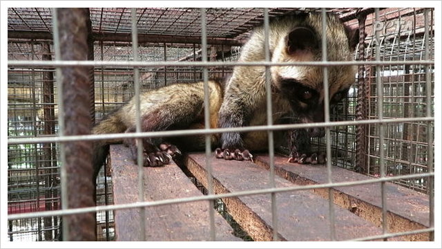 PETA Investigates Bali's Kopi Luwak Coffee Industry