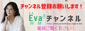 Evaチャンネル