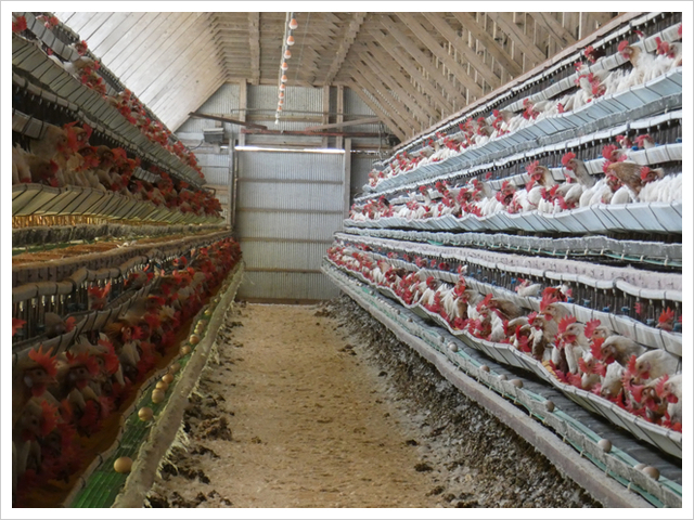 OIEに採卵鶏のアニマルウェルフェア規約案の再考を要望