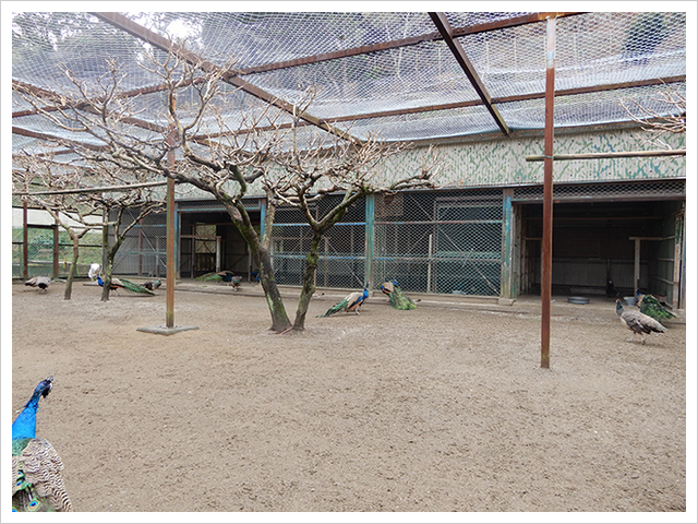 城山公園内の孔雀園