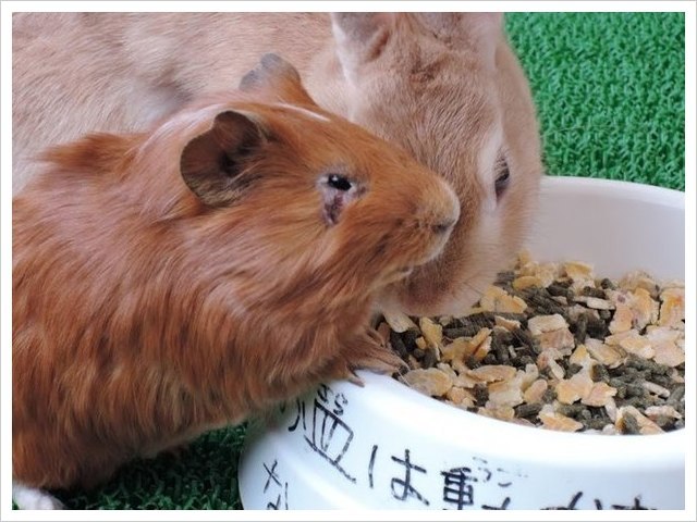 イオンモール京都桂川店「めっちゃさわれる動物ひろば」