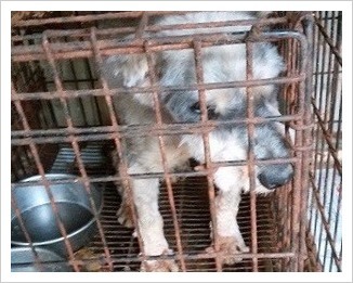 動物虐待について