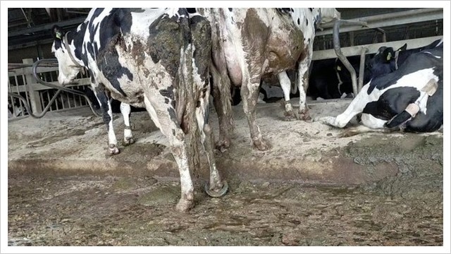 茨城県畜産センターの実態