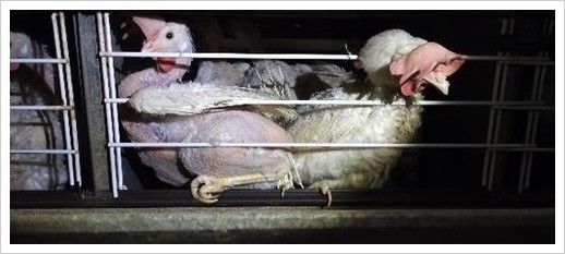 採卵鶏の飼育実態