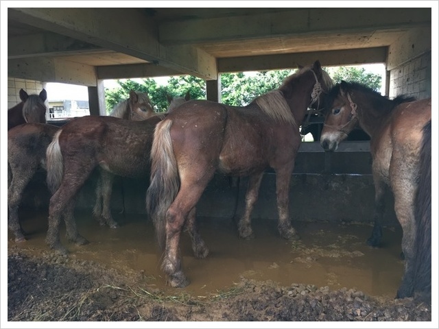 宮古馬虐待飼育