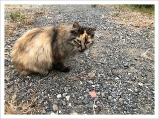 三鷹市野川猫虐待事件