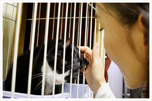 神奈川県動物保護センター視察