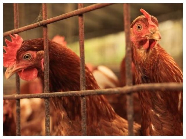 海外事例・畜産動物