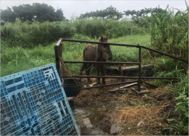 宮古馬虐待飼育