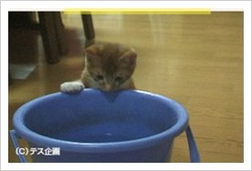 映画「みんな生きている～飼い主のいない猫と暮らして