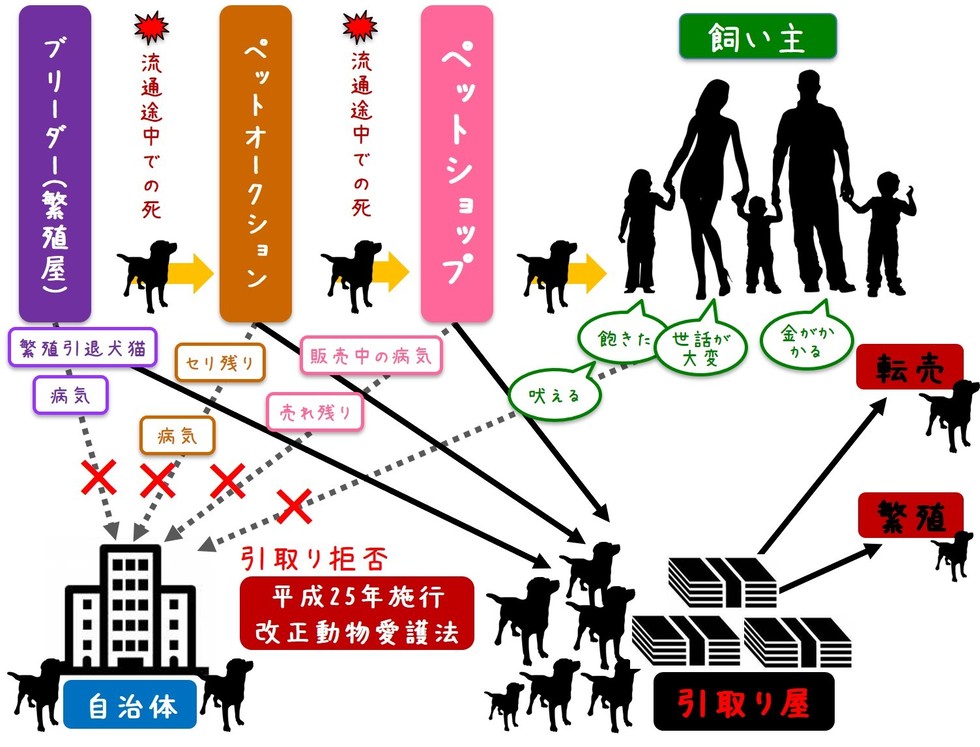 ペット流通について - 公益財団法人動物環境・福祉協会Eva