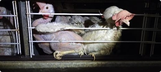 採卵鶏の飼育実態