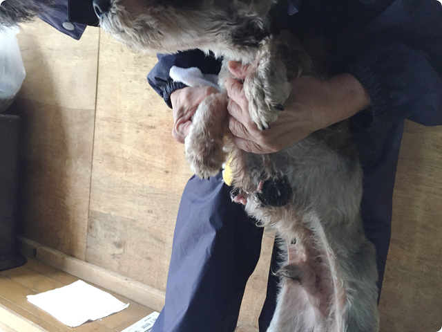 犬の引取り屋