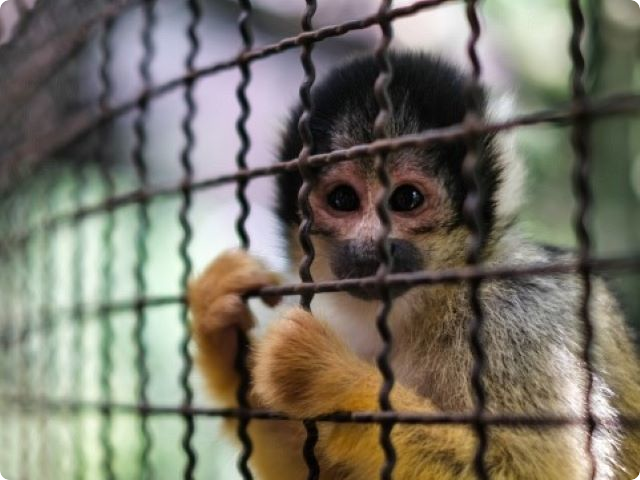 海外事例・野生動物