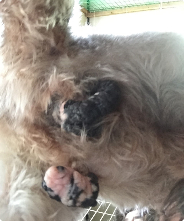 犬の引取り屋