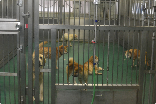 神奈川県動物保護センター視察