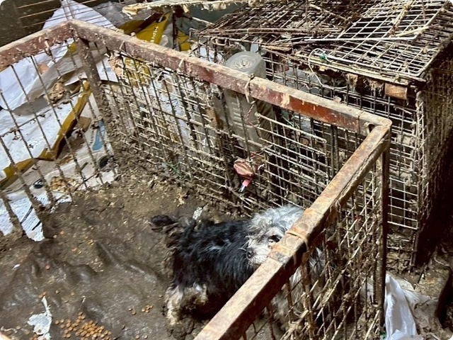 多頭飼育崩壊