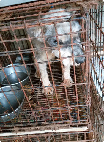 犬の引取り屋