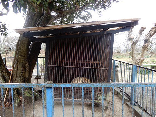 城山公園内の孔雀園にいるニホンザル