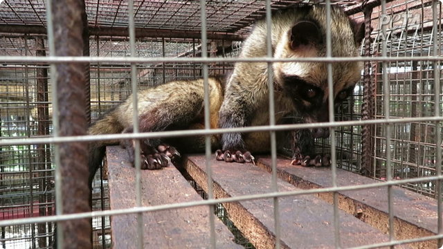 PETA Investigates Bali's Kopi Luwak Coffee Industry