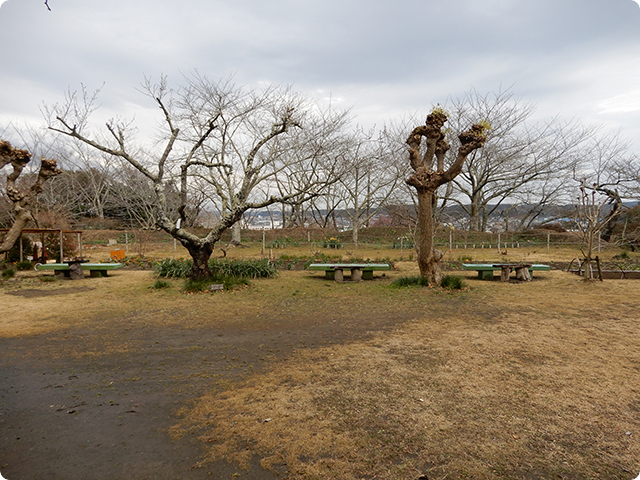 城山公園内の孔雀園