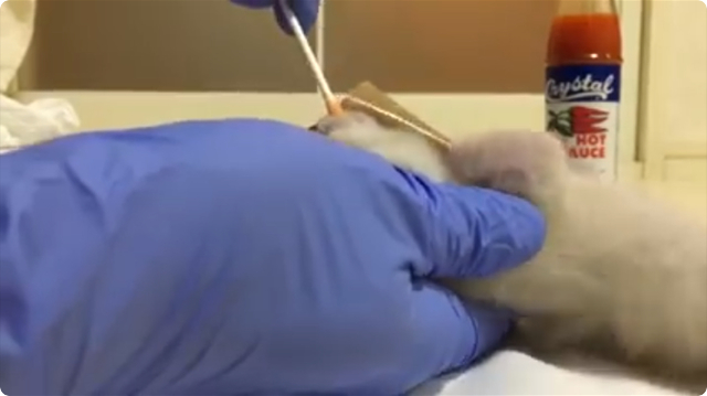 仔猫虐殺動画