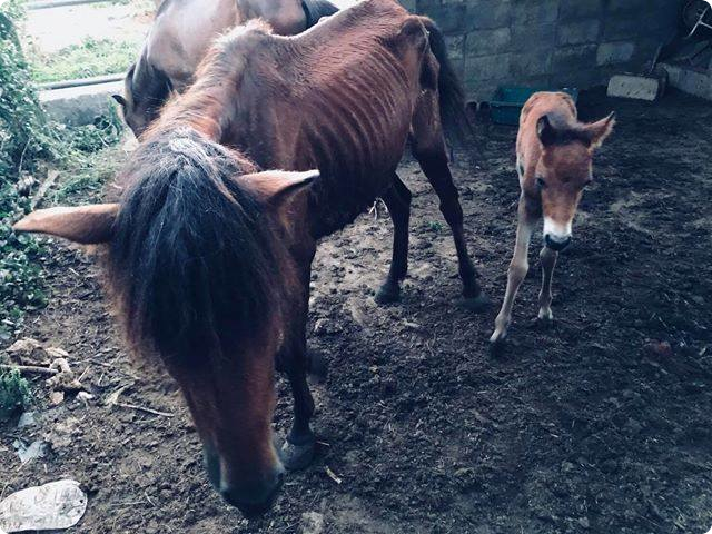 宮古馬虐待飼育