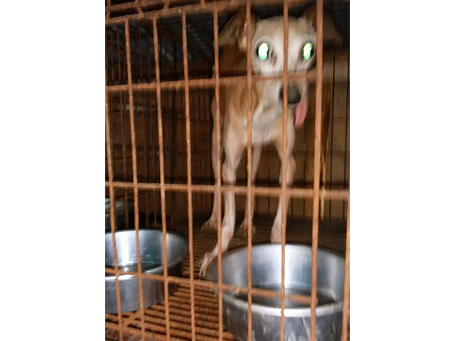 犬の引取り屋