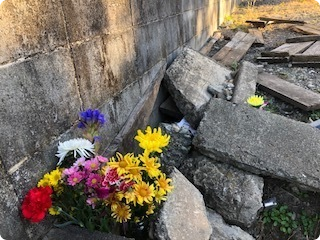三鷹市野川猫虐待事件