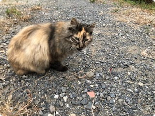 三鷹市野川猫虐待事件