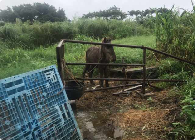 宮古馬虐待飼育