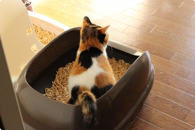 猫の飼育