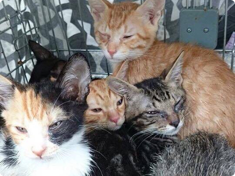 多頭飼育崩壊
