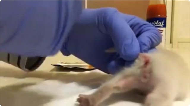 仔猫虐殺動画