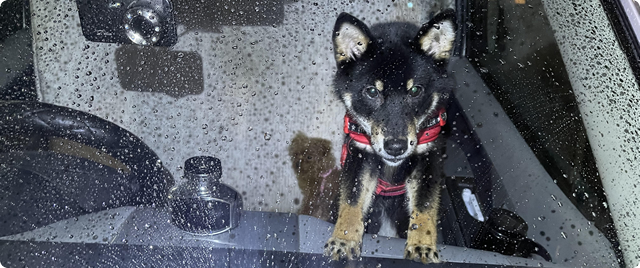 高円寺北 車中に犬2頭取り残され事案