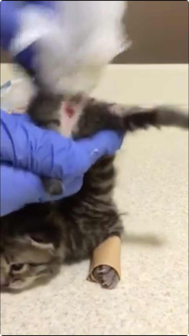 仔猫虐殺動画