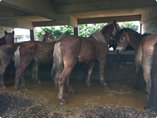 宮古馬虐待飼育
