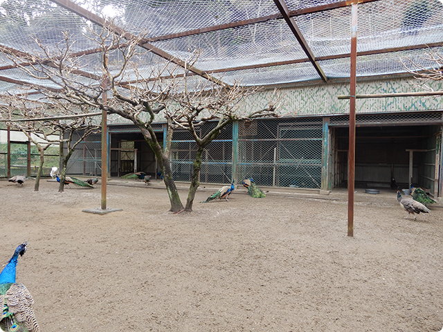 城山公園内の孔雀園