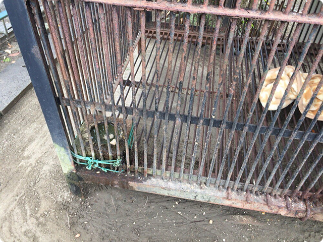 城山公園内の孔雀園にいるニホンザル